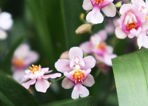 代表圣洁的花