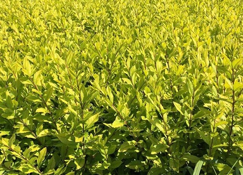 马路绿化植物品种大全