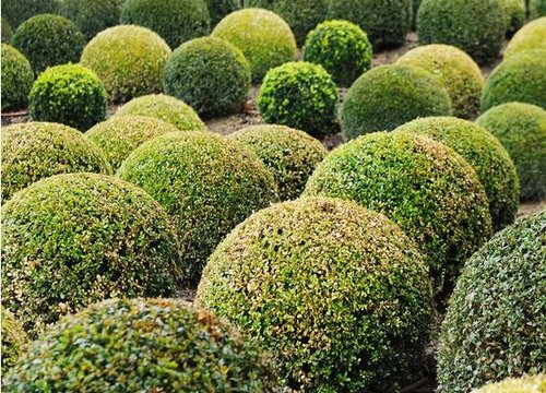 马路绿化植物品种大全