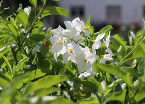 茉莉花的花语是什么