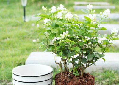 茉莉花花语和寓意 茉莉花的花语是什么
