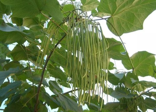 梓树和梧桐树的区别