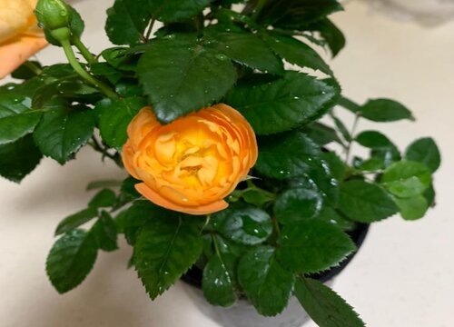 玫瑰的花语是什么