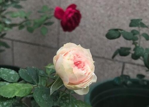 玫瑰的花语是什么
