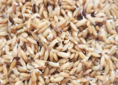 大米含糖量高吗