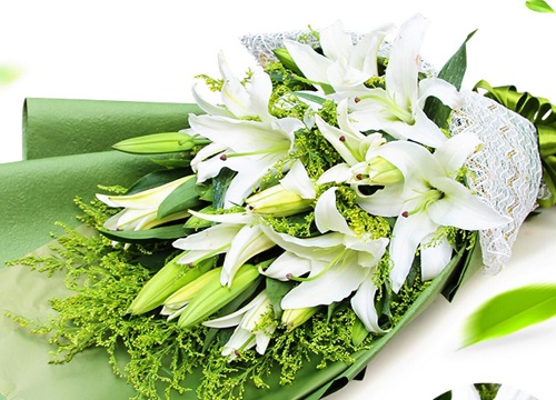 白色百合花的花语和寓意