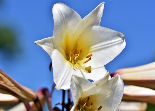 白色百合花的花语和寓意