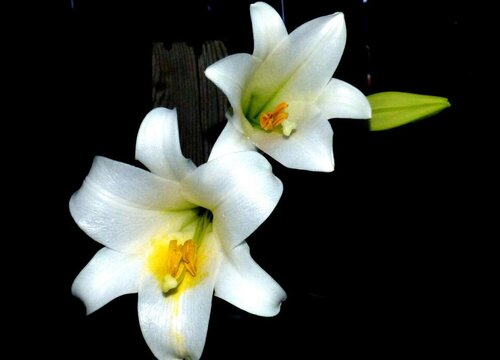 白色百合花的花语和寓意