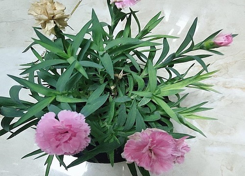 代表早日康复的花