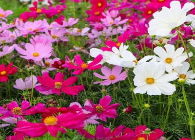 格?；ɑㄓ?格?；ǖ幕ㄓ锖驮⒁?/></i><h2>格桑花花语 格?；ǖ幕ㄓ锖驮⒁?/h2><p>本文为你介绍格?；ɑㄓ锖透裆；ㄔ⒁夥矫娴哪谌?，接下来就是全面介绍。格?；ㄒ话闵ぴ谏钐跫杩嗟母咴?，生命力非常顽强，能忍受住风吹日晒</p></a></li>
          </ul>
        </div>
      </div>
    </div>
    <div   id=