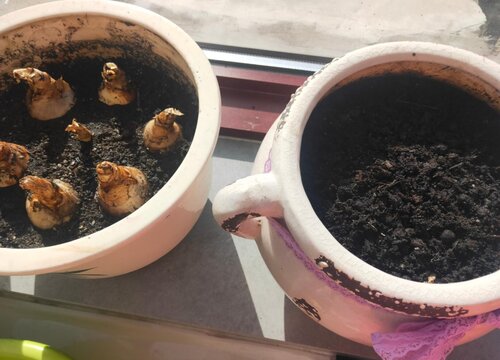 香雪兰种球的种植方法