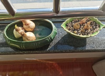 香雪兰种球生长习性 香雪兰种球的种植方法