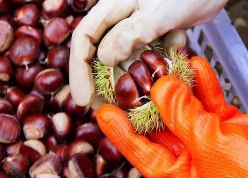 板栗没熟透可以吃吗