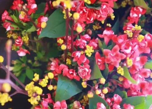 寒丁子花有毒吗