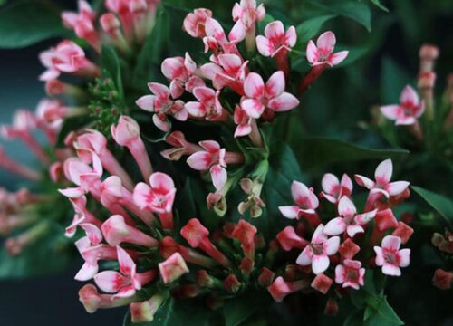 寒丁子花有毒吗