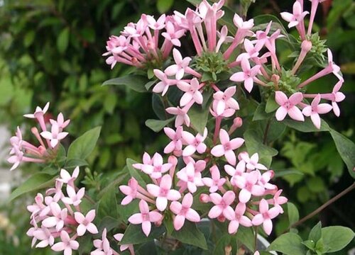 寒丁子花有毒吗