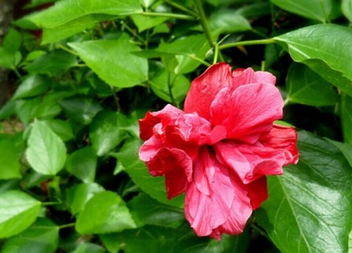 木菊花有毒吗
