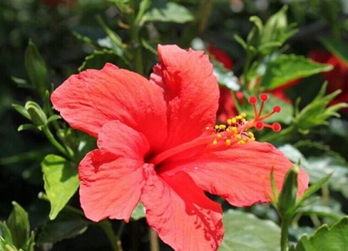 木菊花有毒吗