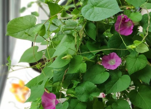 牵牛花叶子形状