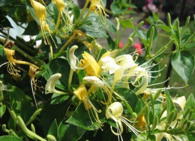 家里养金银花 金银花好养吗