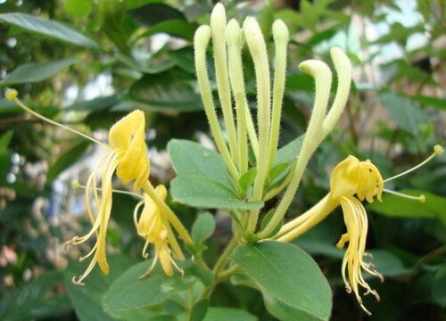 金银花好养吗