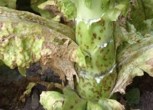 莴苣种子催芽方法