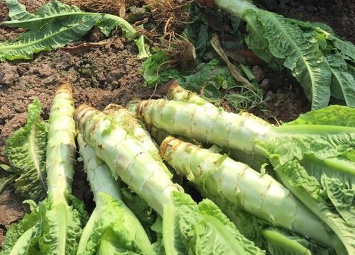 莴苣种子催芽方法