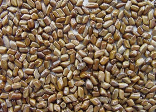 决明子的功效与作用及食用方法