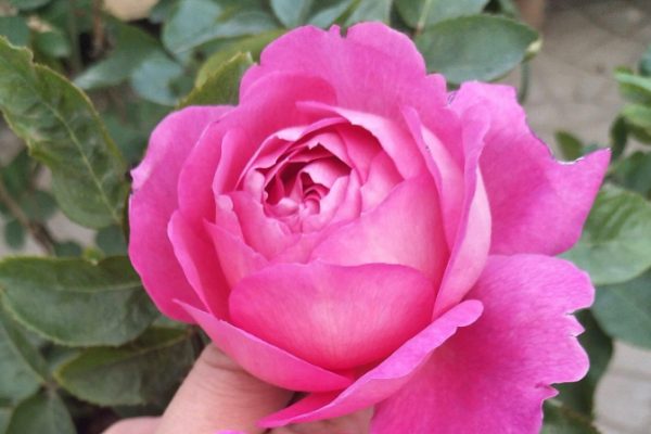花宫娜月季的优缺点
