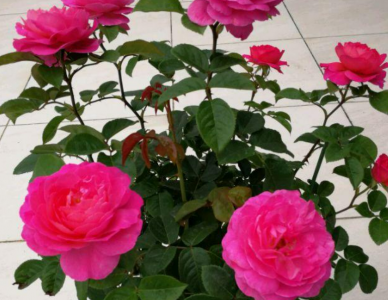 花宫娜月季优点 花宫娜月季的优缺点