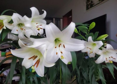 百合样子 百合长什么样子的图片