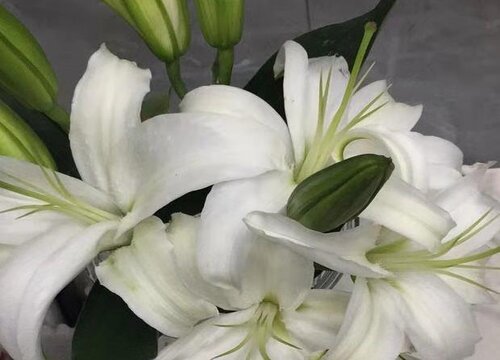 百合长什么样子的图片