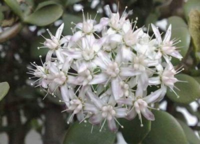 玉树花简介 玉树花和燕子掌花的区别图