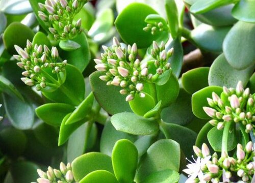 玉树花和燕子掌花的区别图