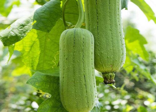 丝瓜的保存最佳方法