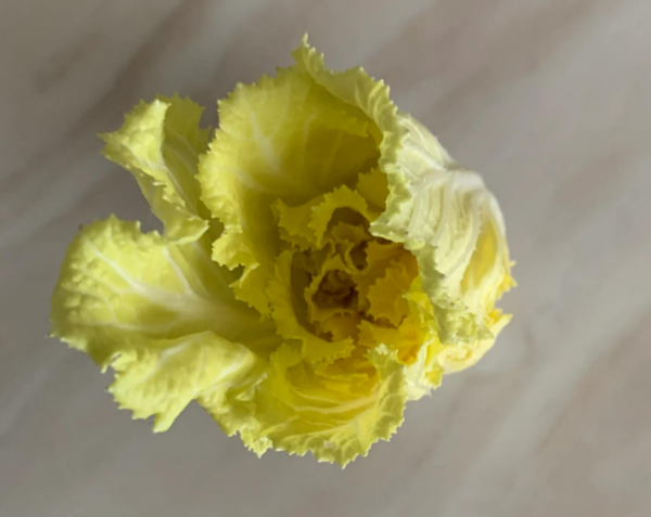 娃娃菜是白菜心吗