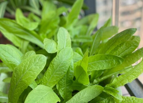 油麦菜是油菜吗