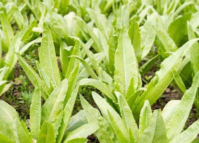 油麦菜是油菜吗 油麦菜与油菜区别