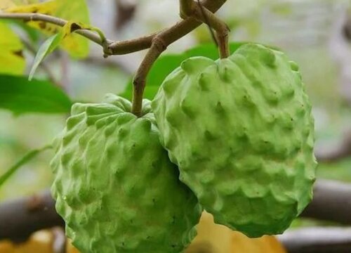 佛果是什么水果