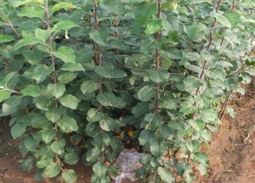 苹果苗新品种