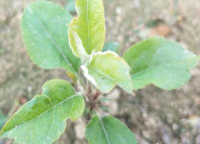 苹果苗新品种 苹果树苗新品种