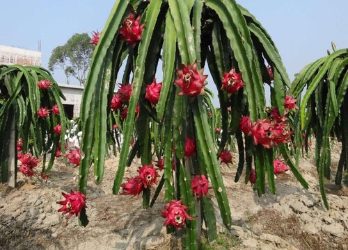 火龙果从哪里长出来的