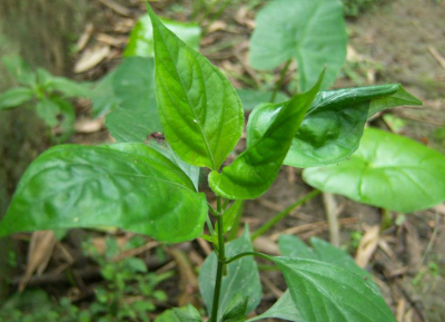九干菜特点 九干菜的功效与作用
