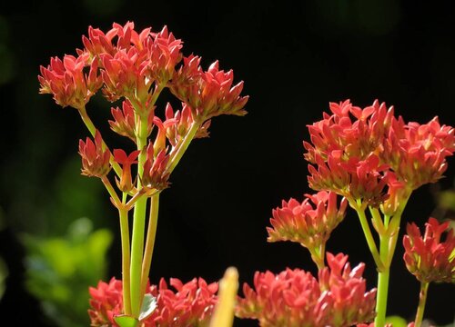 长寿花的生长过程