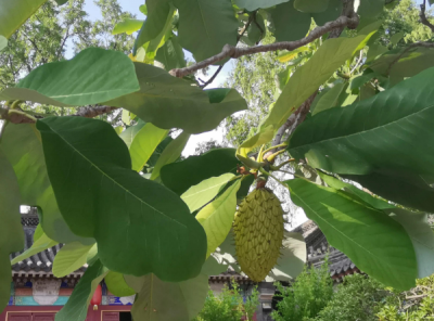 厚朴果实吃法 厚朴果实怎么吃