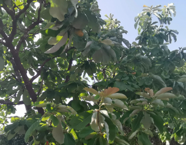 厚朴果实怎么吃