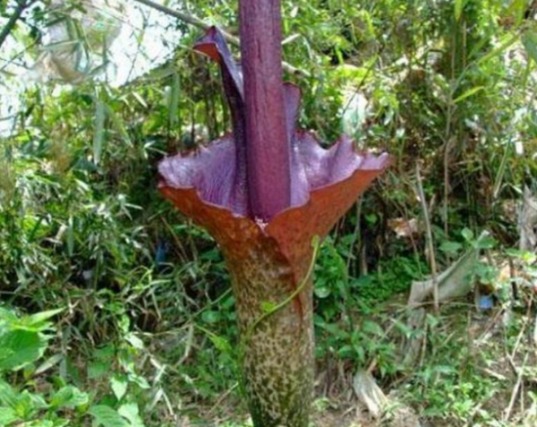 稀有花卉品种