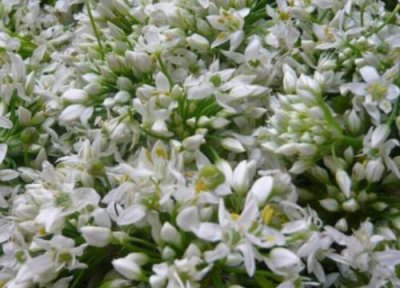 韭菜花采摘时间 韭菜花什么时候采摘