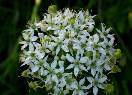 韭菜花什么时候采摘