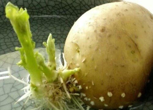 土豆的保存最佳方法
